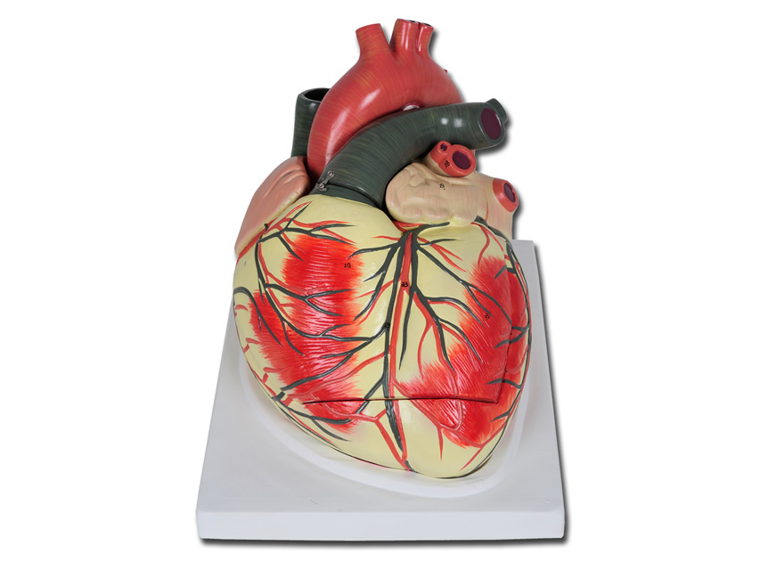 Modeļi -cilvēka anatomija, 6 VALUE HEART - 3 parts - 3X