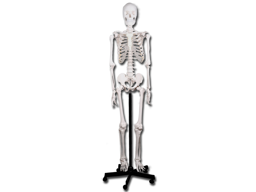 0 VALUE HUMAN SKELETON