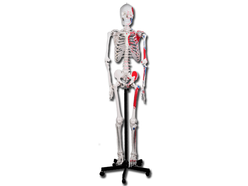 2 VALUE HUMAN MUSCULAR SKELETON