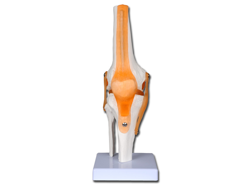 4 VALUE KNEE JOINT