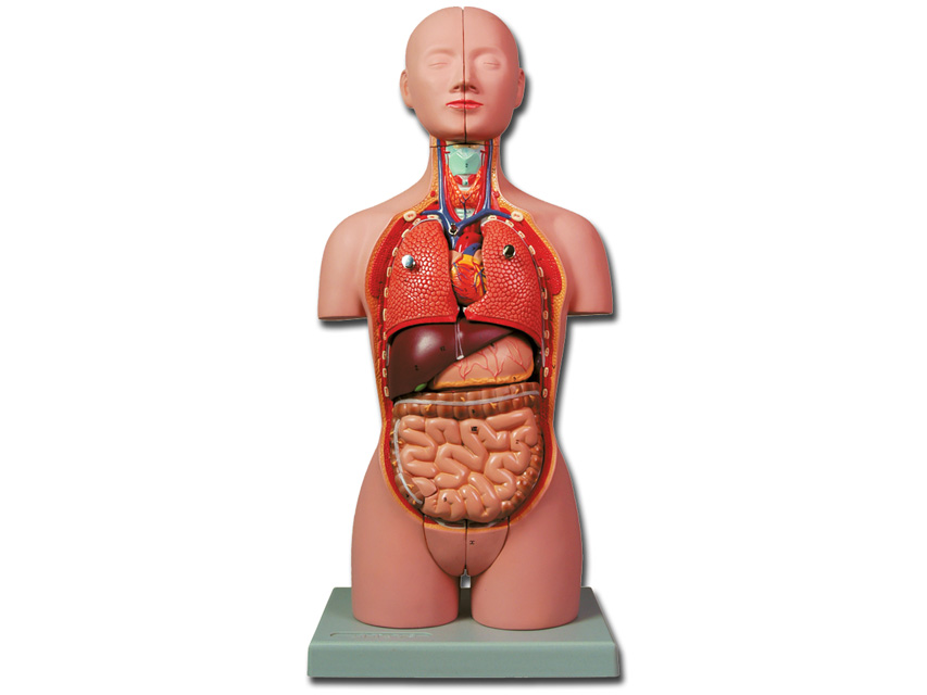 Modeļi -cilvēka anatomija, 4 MINI TORSO - 16 parts