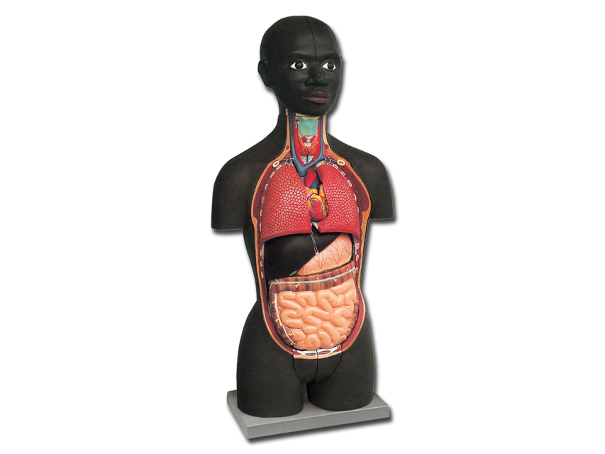 Modeļi -cilvēka anatomija, 5 MINI TORSO - african - 16 parts