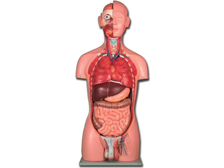 Modeļi -cilvēka anatomija, 7 TORSO DUAL SEX - 25 parts