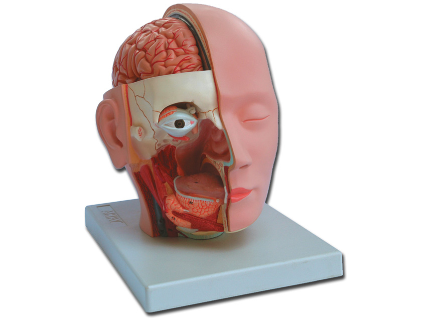 Modeļi -cilvēka anatomija, 0 HEAD - 4 parts