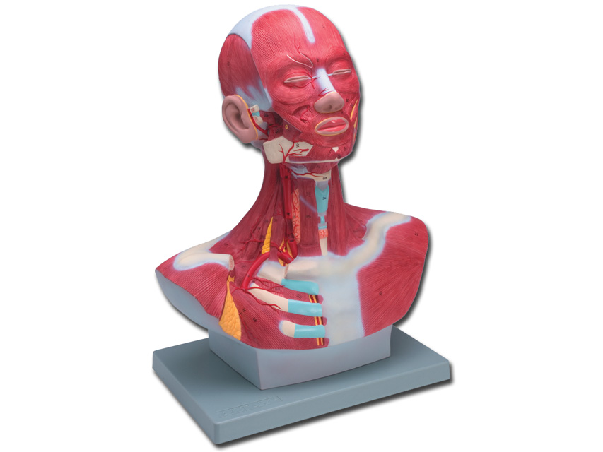 Modeļi -cilvēka anatomija, 1 HEAD/NECK MUSCULATURE - 1X