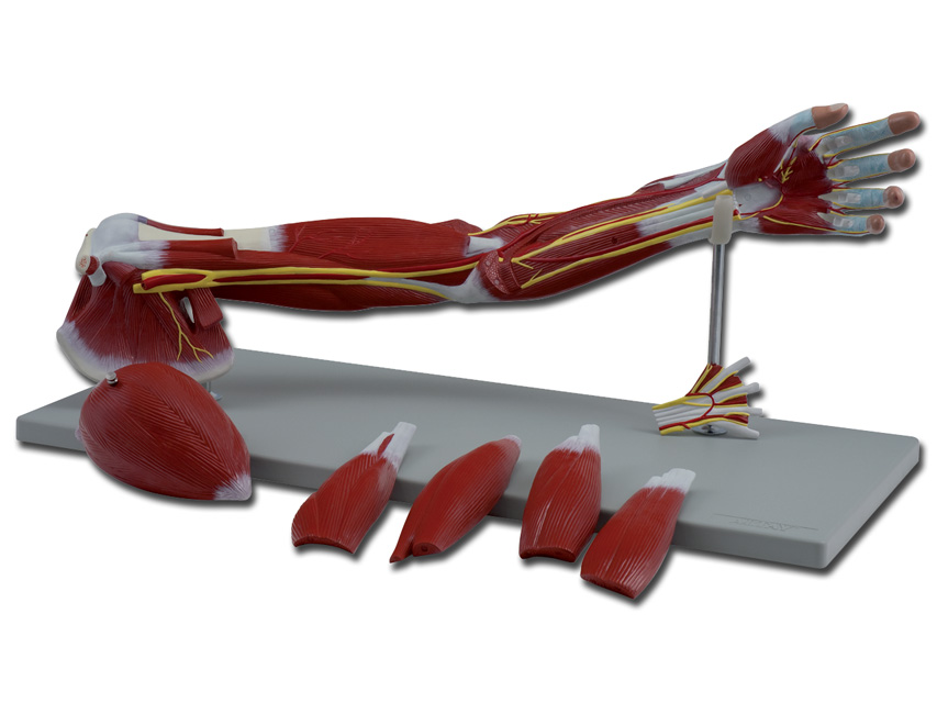 Modeļi -cilvēka anatomija, 3 MUSCLES OF THE ARM - 7 parts