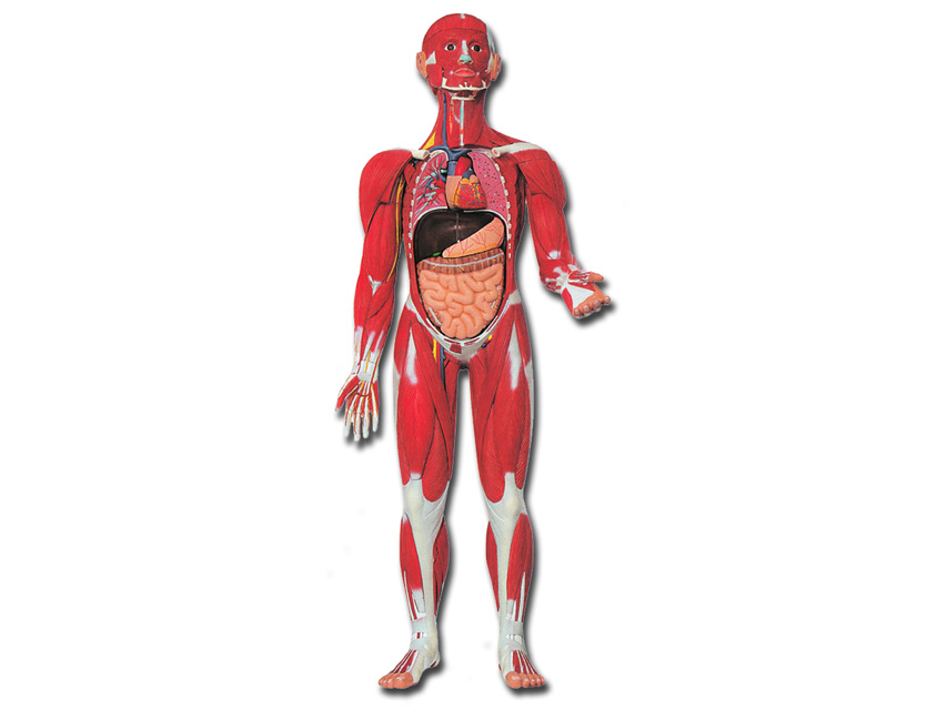 Modeļi -cilvēka anatomija, 5 MUSCULAR HUMAN BODY - 30 parts - 0.5X