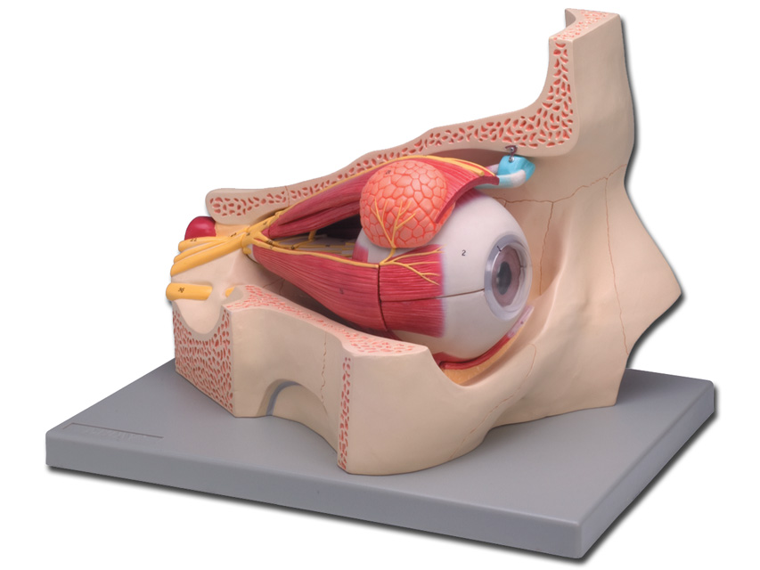 Modeļi -cilvēka anatomija, Eye - 4 parts - 5X