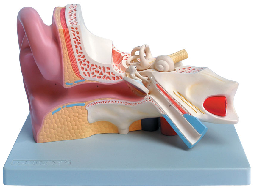 Modeļi -cilvēka anatomija, Ear - 5 parts - 3X