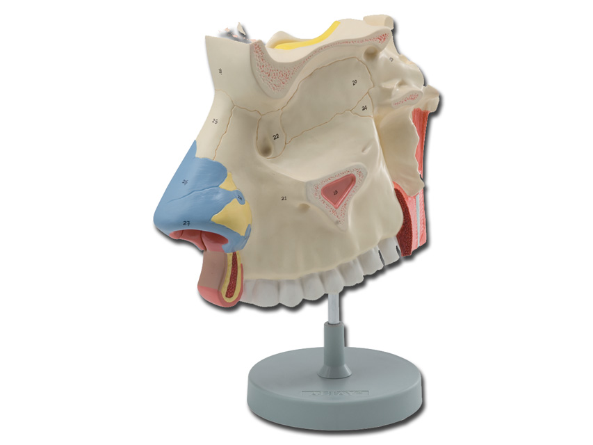 Modeļi -cilvēka anatomija, Nasal CAVITY - 3X