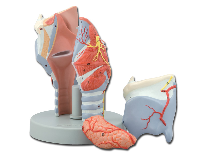 Modeļi -cilvēka anatomija, Larynx MODEL - 5 parts - 2X