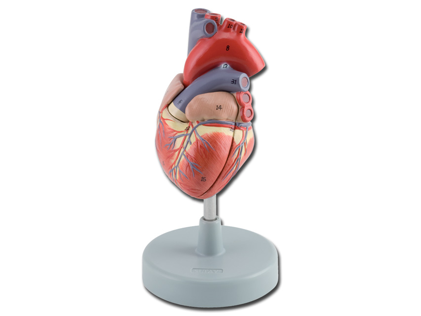 Modeļi -cilvēka anatomija, 3 HEART - 2 parts - 1X