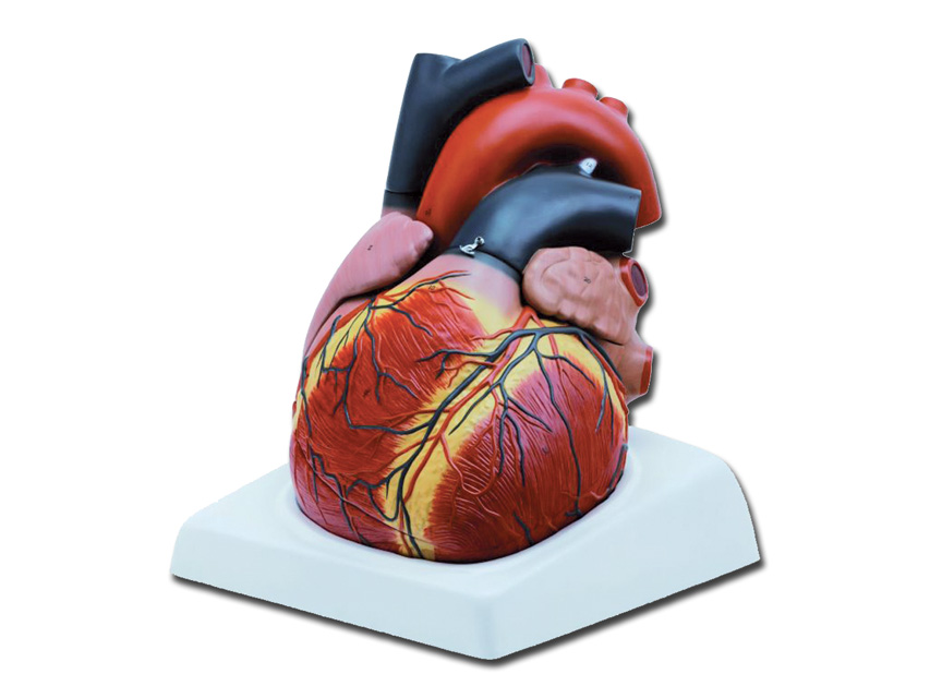 Modeļi -cilvēka anatomija, 4 HEART - 4 parts - 3X