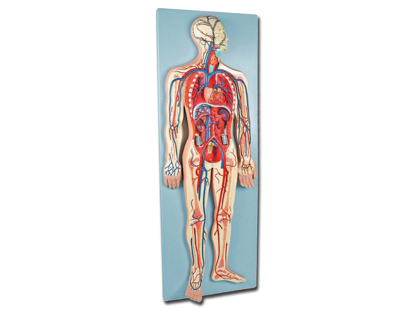 Modeļi -cilvēka anatomija, 5 VASCULAR SYSTEM - 2 parts - 0.5X