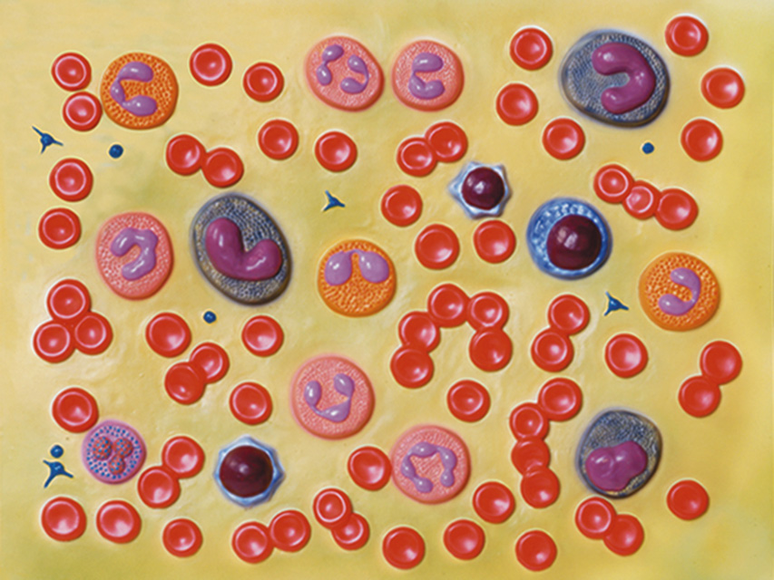 Modeļi -cilvēka anatomija, 6 BLOOD CELLS - 2000X