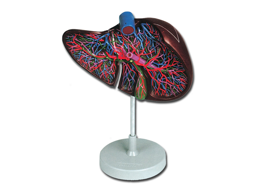 Modeļi -cilvēka anatomija, 7 LIVER MODEL