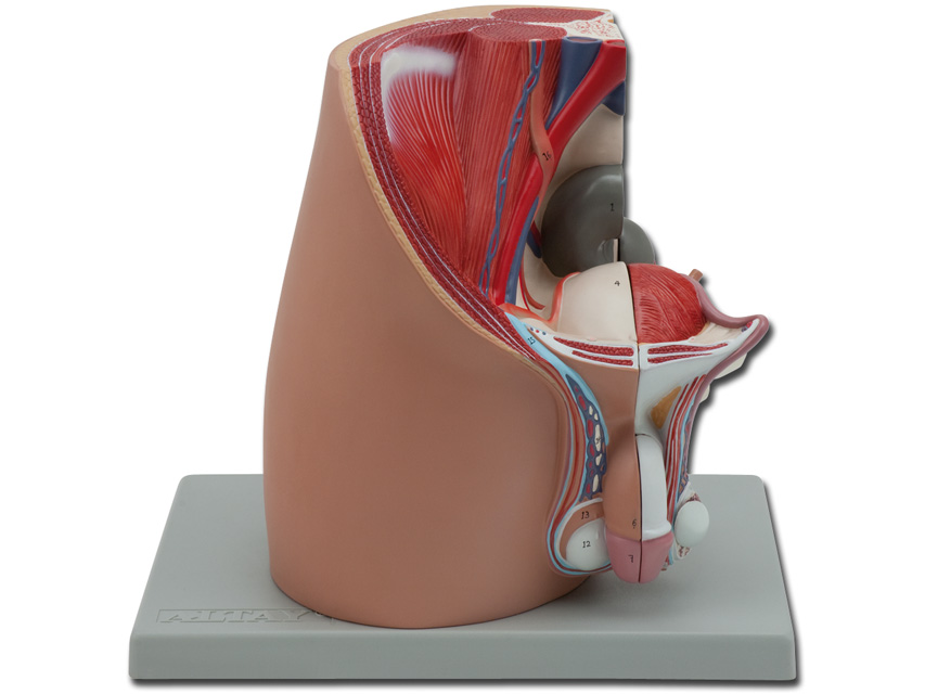 3 PELVIS - male - 4 parts