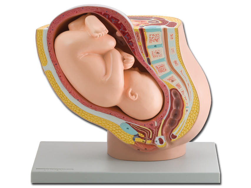 Modeļi -cilvēka anatomija, 4 PREGNANCY PELVIS WITH MATURE FETUS - 1X