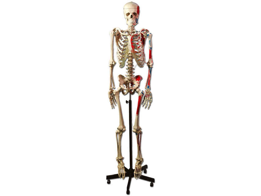 Modeļi -cilvēka anatomija, 9 HUMAN MUSCULAR SKELETON