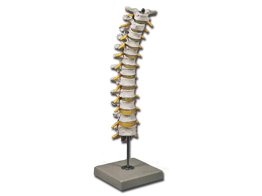 Modeļi -cilvēka anatomija, 6 THORACIC SPINAL COLUMN