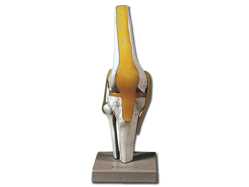 Modeļi -cilvēka anatomija, 1 KNEE JOINT