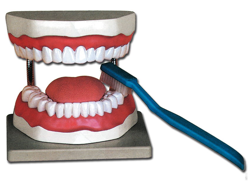 Oral HYGIENE MODEL - 3X