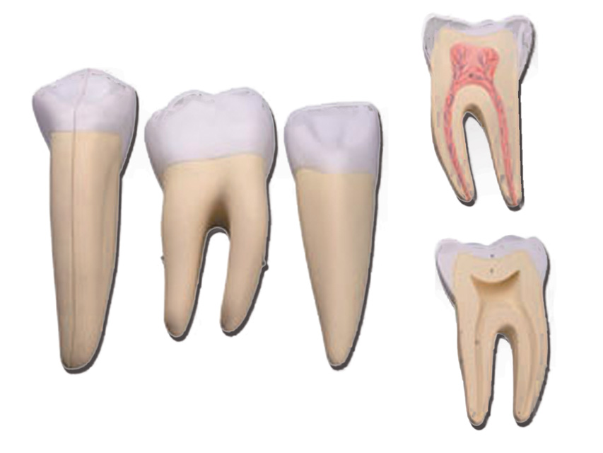 Modeļi -cilvēka anatomija, Set 3 TEETH- INCISOR. CANINE. MOLAR - 5 parts - 10X