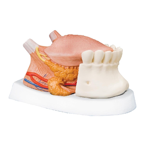 Dental model, Mēles modelis, 2.5 t.izmērs, 4 daļas