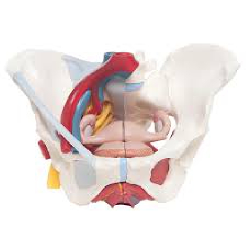 004Female Pelvis with Ligaments, Vessels, Nerves, Pelvic Floor, Organs