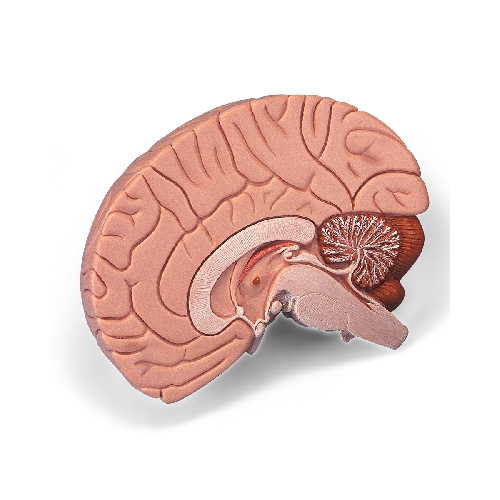 SMADZEŅU MODEĻI, Brain Model, 2 part