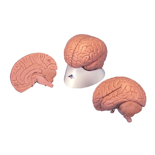 SMADZEŅU MODEĻI, Introductory Brain Model, 2 part