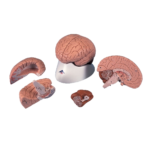 SMADZEŅU MODEĻI, Brain Model, 4 part