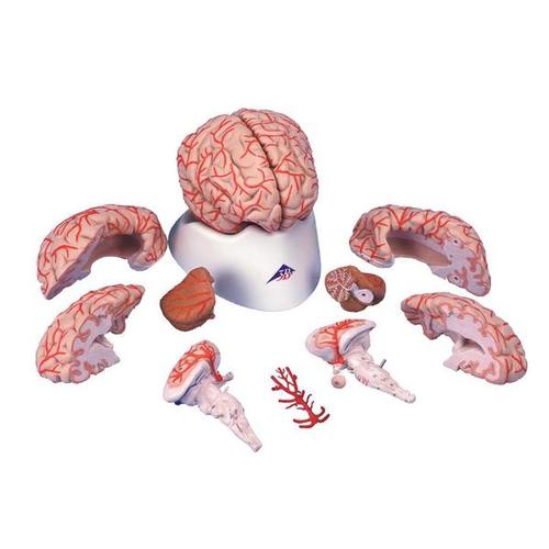 SMADZEŅU MODEĻI, Smadzenes ar artērijām, 9 daļas