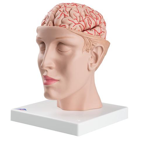 SMADZEŅU MODEĻI, Brain with Arteries on Base of Head, 8 part
