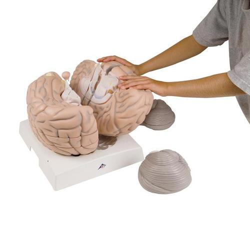 018Giant Brain, 2.5 times full-size, 14 part