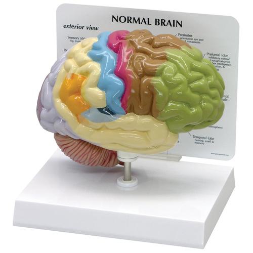 SMADZEŅU MODEĻI, Half Brain Model