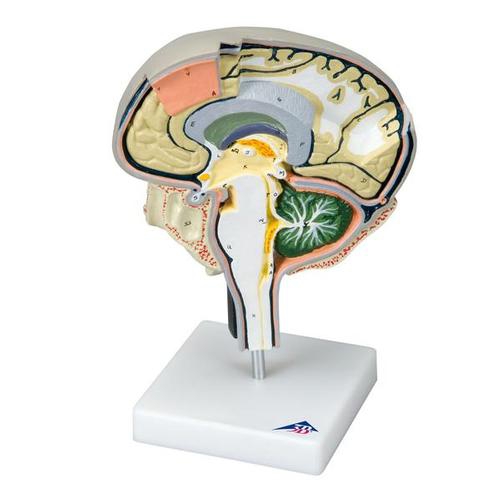 016Brain Section Model with Medial and Sagittal Cuts