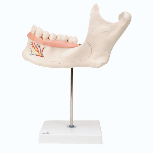 Dental model, Half Lower Jaw, 3 times full-size, 6 part