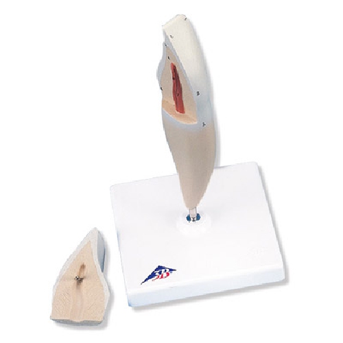 Dental model, Lower Incisor, 2 part