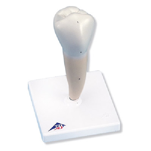Dental model, Lower Single-Root Pre-Molar