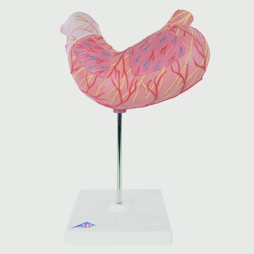 DIGESTIVE SYSTEM MODELS, Stomach, 2 part