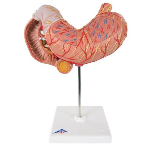 DIGESTIVE SYSTEM MODELS, Stomach, 3 part