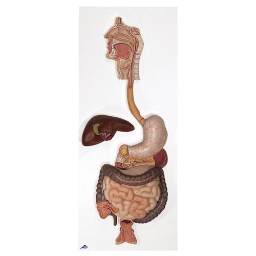 DIGESTIVE SYSTEM MODELS, Digestive System, 3 part