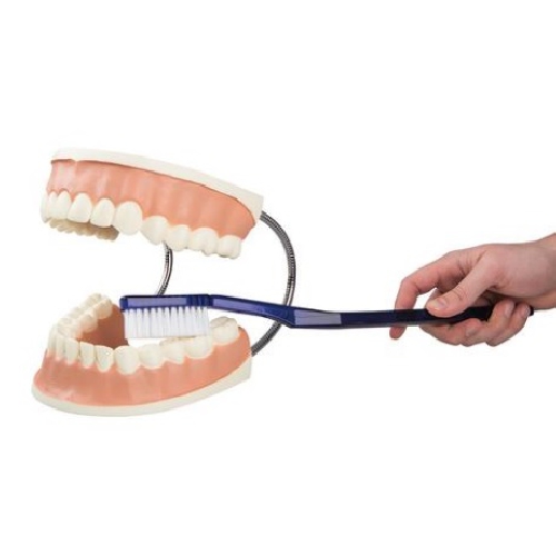 Dental model, Dental care model