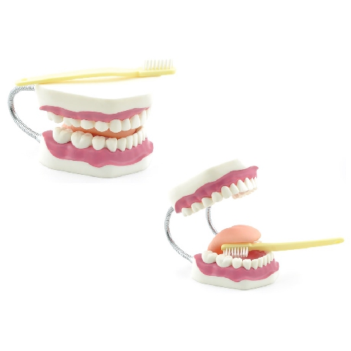 Dental model, Teeth model