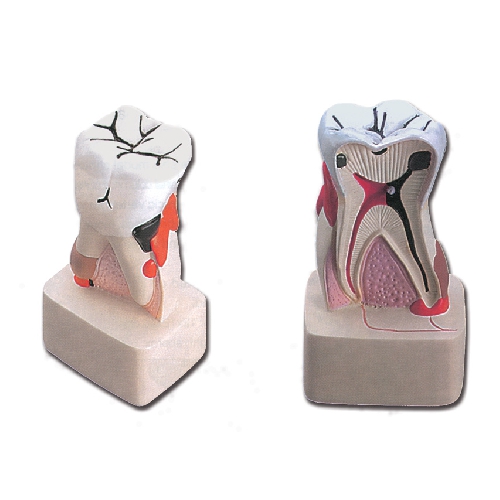 MODEĻI -CILVĒKA ANATOMIJA