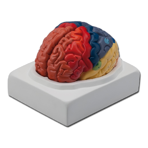 REĢIONĀLAIS BRAIN - 1X