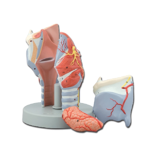 BALSENE MODELIS - 5 DAĻAS - 2X