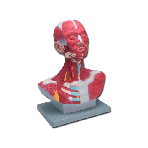 GALVAS/KAKLA MUSKULATŪRA - 1X