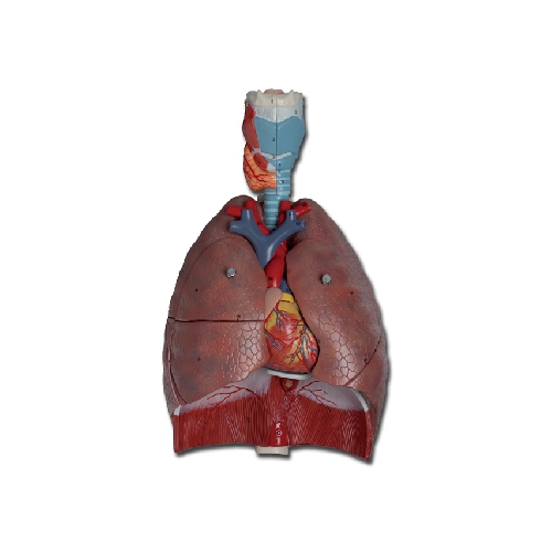 RESPIRATORY SYSTEM - 7 PARTS